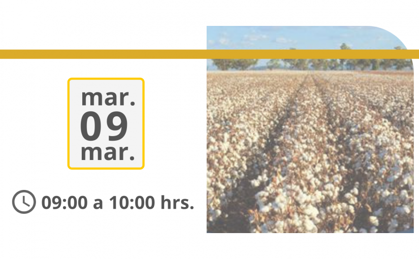 Webinar | Panorama del mercado del Algodón